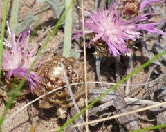 Psephellus carbonatus
