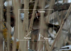 Troglodytes troglodytes