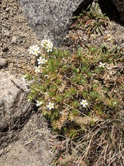 Leptosiphon nuttallii pubescens