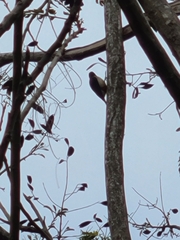 Melanerpes portoricensis