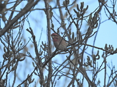Haemorhous purpureus