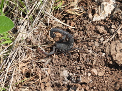 Hottentotta judaicus