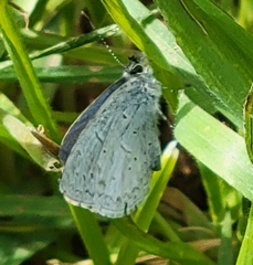Celastrina echo