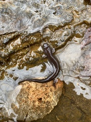 Desmognathus conanti