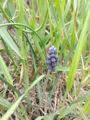 Muscari neglectum