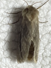 Eudalaca
