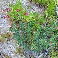 Eriogonum fasciculatum