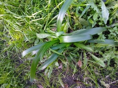 Agapanthus praecox