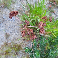 Eriogonum fasciculatum