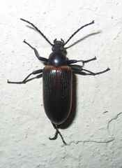 Praeugenini