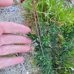 Eriogonum fasciculatum