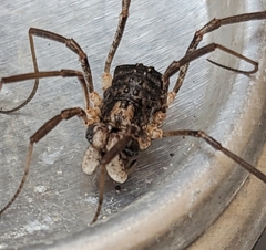 Protolophus singularis