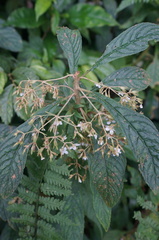 Rhynchotechum discolor
