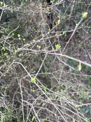 Forestiera
