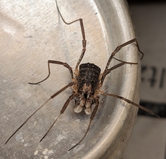 Protolophus singularis