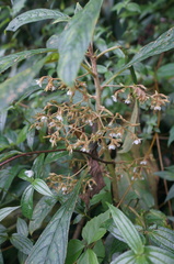 Rhynchotechum discolor