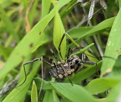 Protolophus singularis