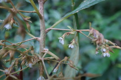 Rhynchotechum discolor