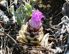 Psephellus carbonatus