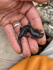 Desmognathus conanti