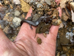 Desmognathus conanti