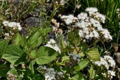 Ageratina petiolaris