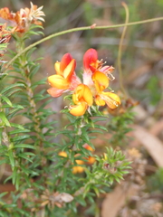 Phyllota phylicoides