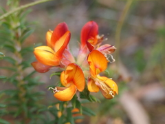 Phyllota phylicoides