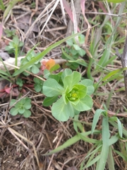 Euphorbia helioscopia