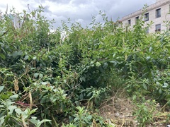 Phytolacca heterotepala