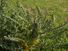 Astragalus macrocarpus