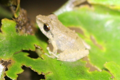 Pristimantis lanthanites