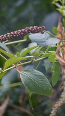 Phytolacca heterotepala