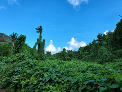 Clerodendrum chinense
