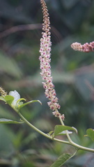 Phytolacca heterotepala