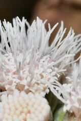 Ageratina petiolaris