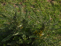 Astragalus macrocarpus