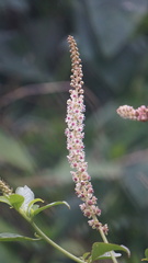 Phytolacca heterotepala