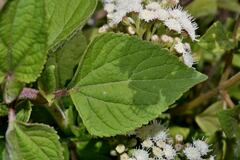Ageratina petiolaris
