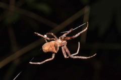 Parawixia