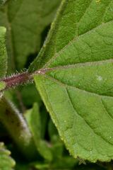 Ageratina petiolaris