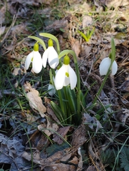 Galanthus plicatus