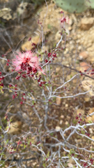 Calliandra eriophylla