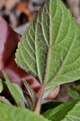 Ageratina petiolaris