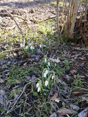 Galanthus plicatus