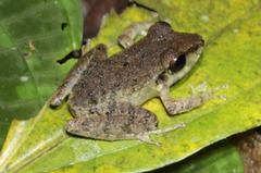 Pristimantis malkini