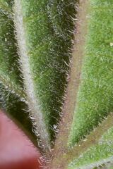 Ageratina petiolaris