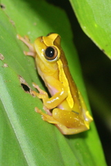 Dendropsophus bifurcus