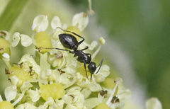 Camponotus vagus