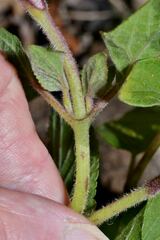 Ageratina petiolaris